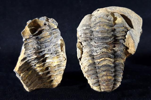 Flexicalymene ouzregi (DESTOMBES 1966) - Bild © FossNet FossilienStore